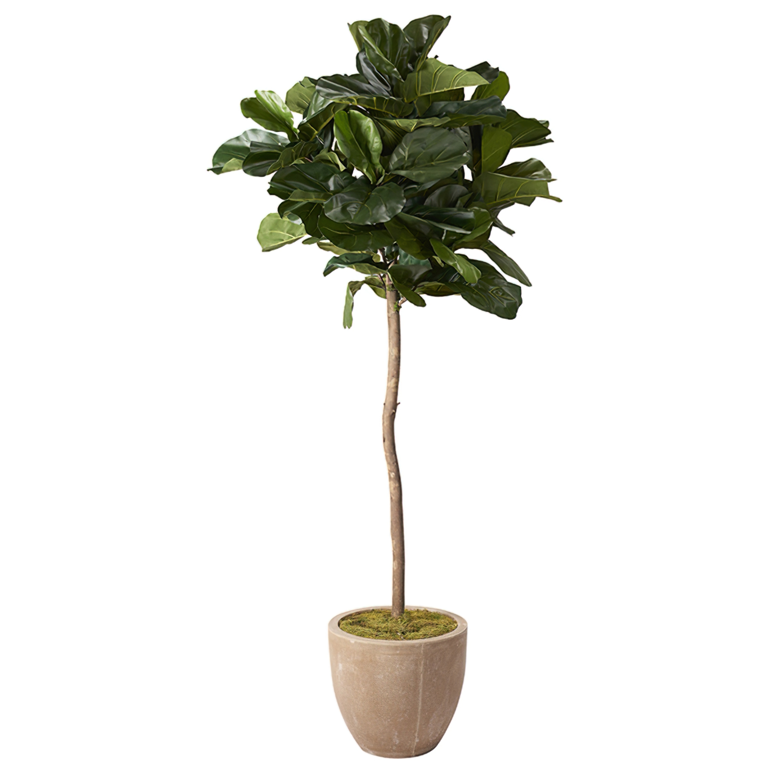7' Brazilian Fiddle Leaf Fig Tree in Round Resin Planter in Tan by D&W ...