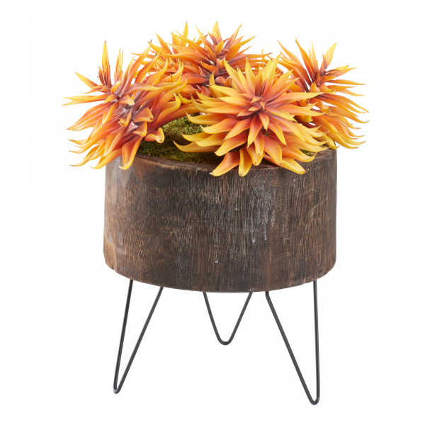 212147 Succulents In Wood Bowl With Metal Legs