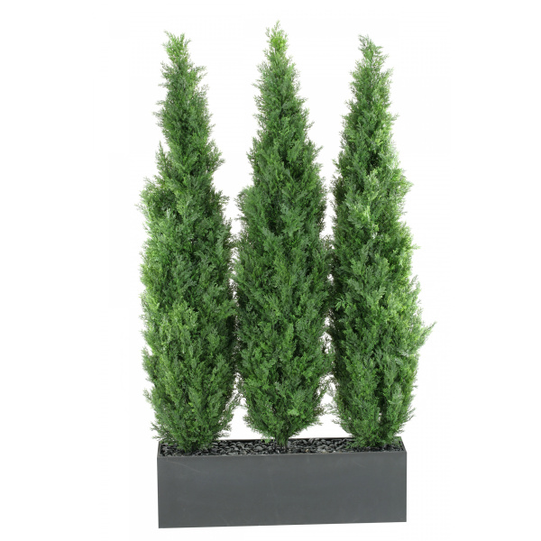 312102 6′ Cedar tree screen in rectangle planter – Indoor-Outdoor