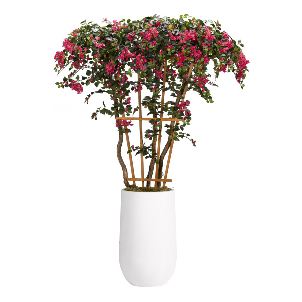 318701 Bouganvillea Flowering Tree in Tall Round Clay Planter