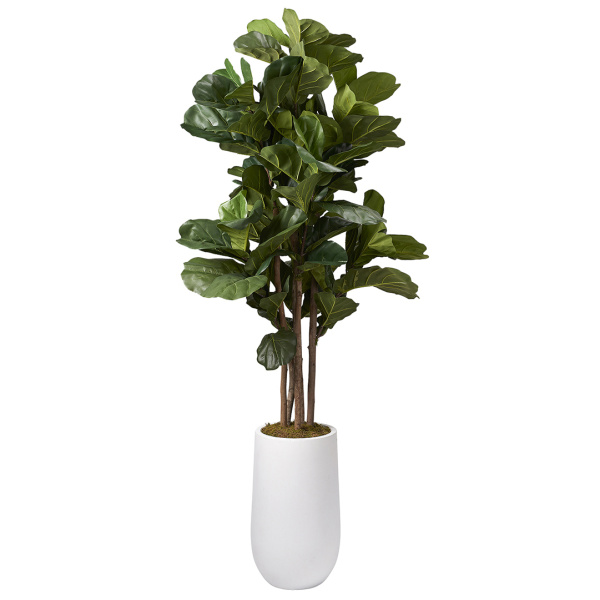 319703 6.5' Brazilian Fiddle Leaf Fig Tree in Tall Round Planter