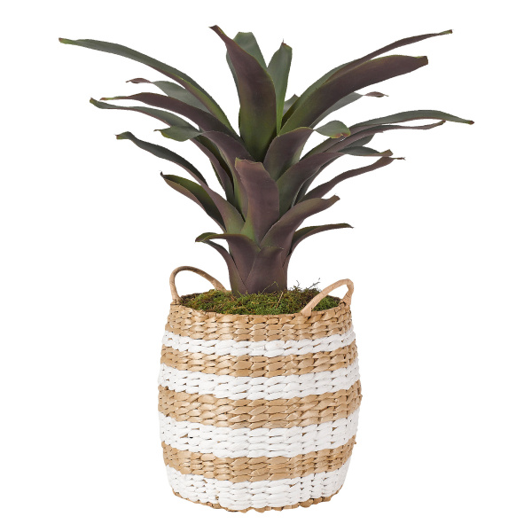 321202 Pineapple Leaf Plant In Round Striped Basket With Handles