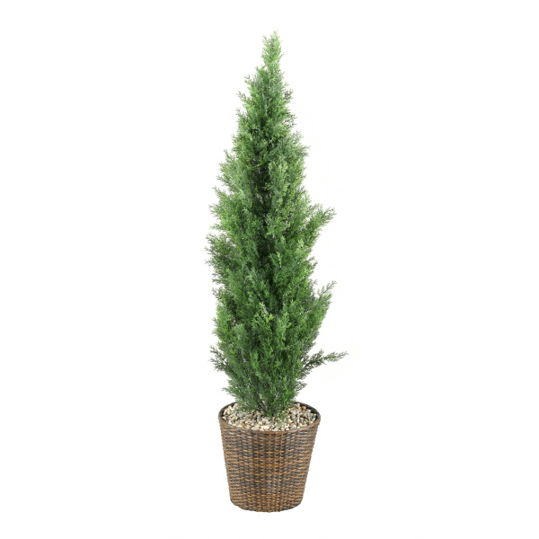 312802 5.5′ Cedar tree in round basket