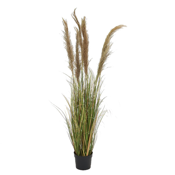 TL856 68" Reed Onion Grass
