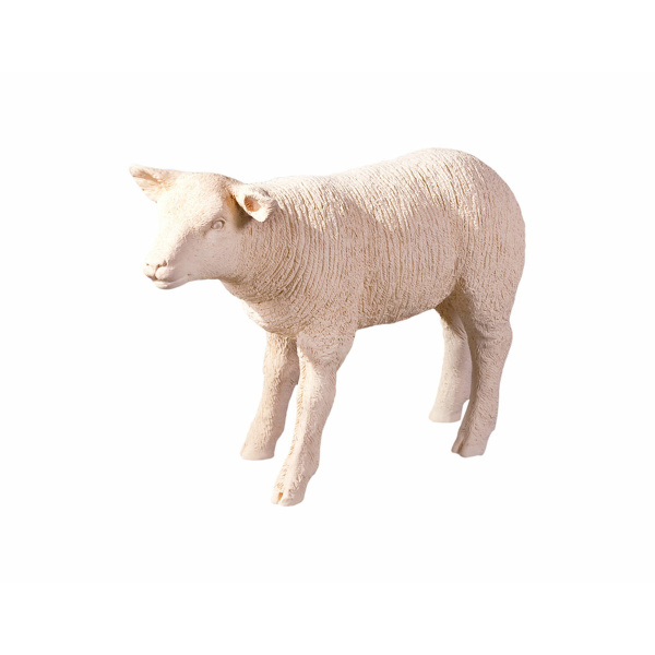 PH60415 Texelaar Sheep, Lamb, Cream