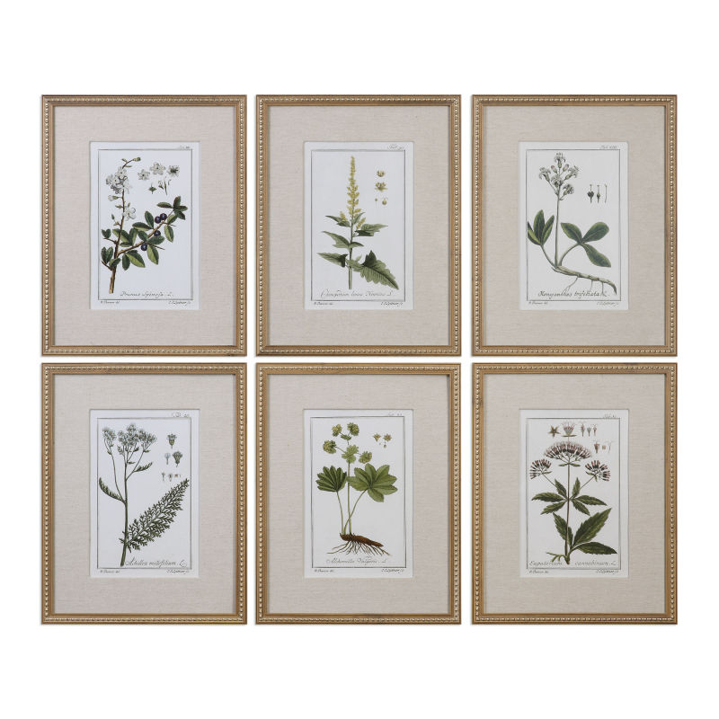 33651 Uttermost Green Floral Botanical Study Prints S/6